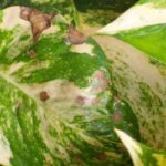 Les maladies et parasites du Pothos