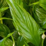 Maladies et parasites de la fleur de lune ou Spathiphyllum