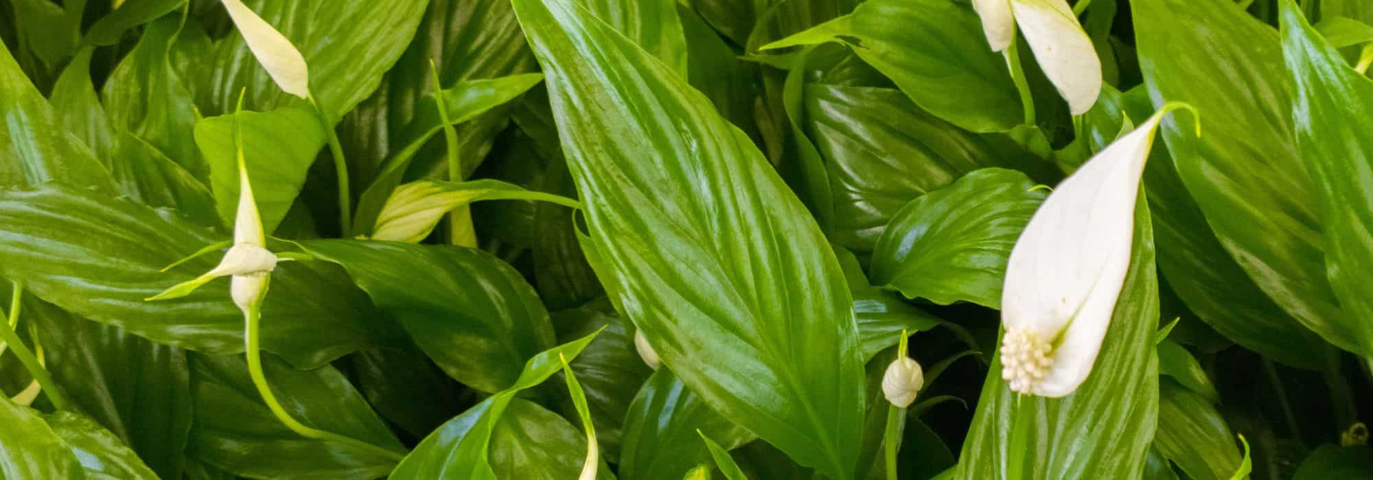 Maladies et parasites de la fleur de lune ou Spathiphyllum