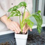 Comment rempoter un Monstera ?