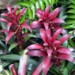 Comment multiplier le Guzmania chez soi ?
