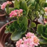 Comment multiplier le Kalanchoe facilement chez soi ?