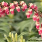 Quelles plantes offrir pour la Saint-Valentin ?