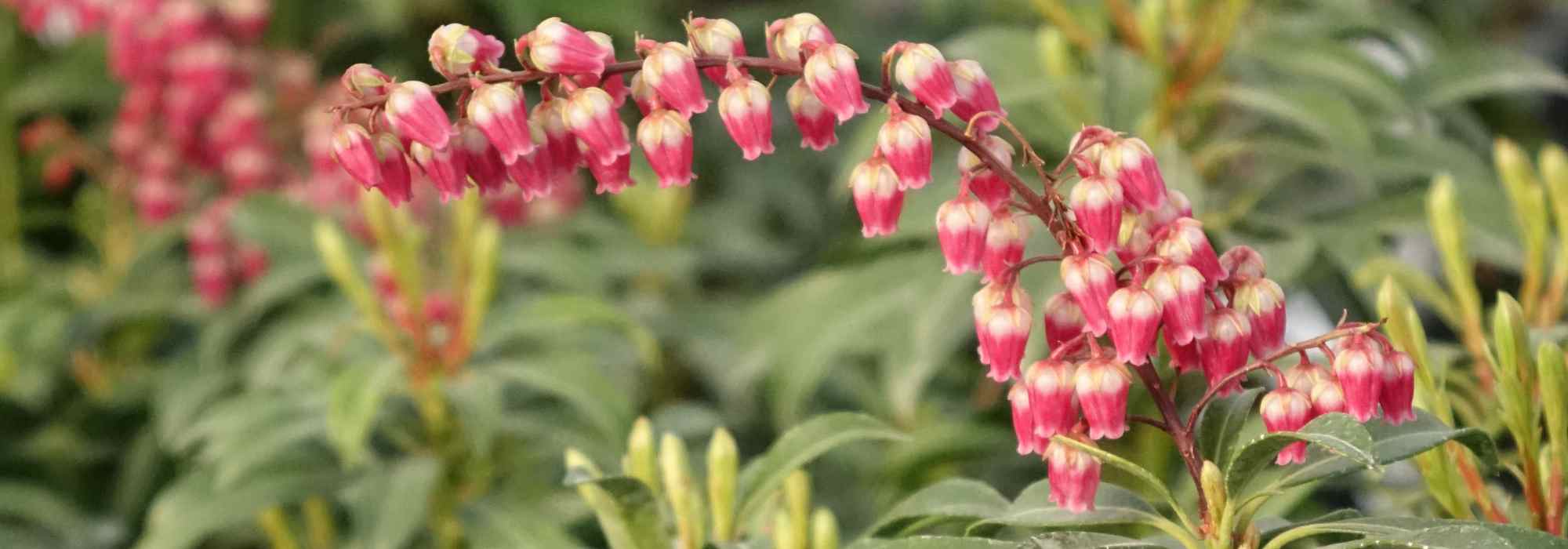 Quelles plantes offrir pour la Saint-Valentin ?