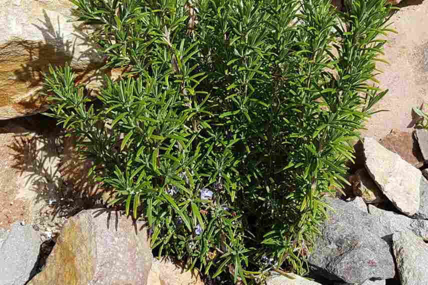 plantes sensibles ou gelives comment planter