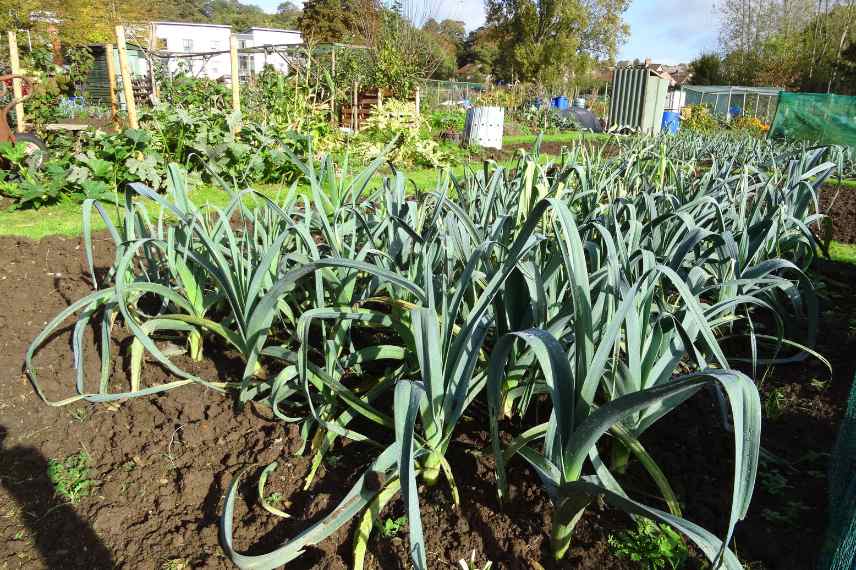 rouille du poireau : que faire ?