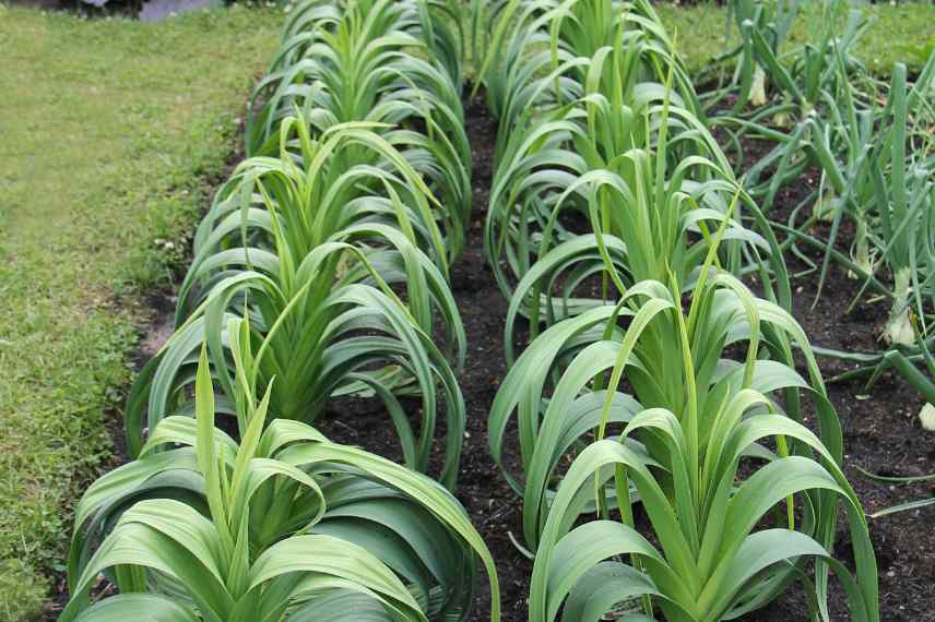 rouille du poireau : les solutions