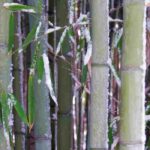 Protéger les bambous en hiver : solutions contre la neige et le gel