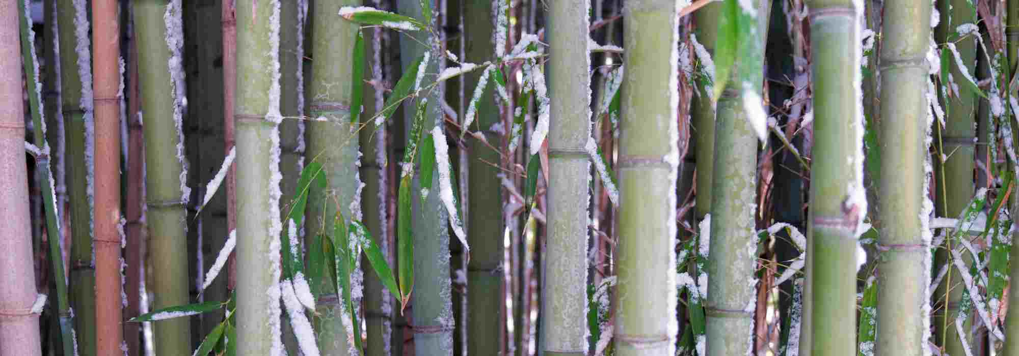 Protéger les bambous en hiver : solutions contre la neige et le gel