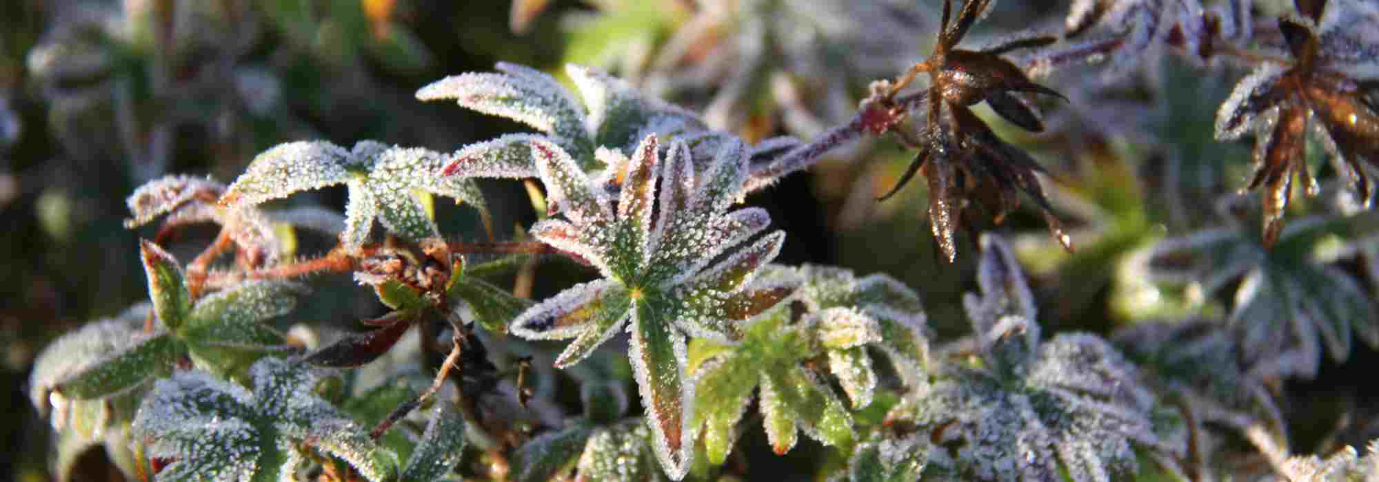 Plantes frileuses : où les placer pour les protéger efficacement du froid ?