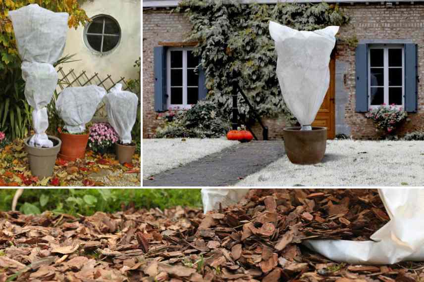 astuces protections plantes du froid hiver