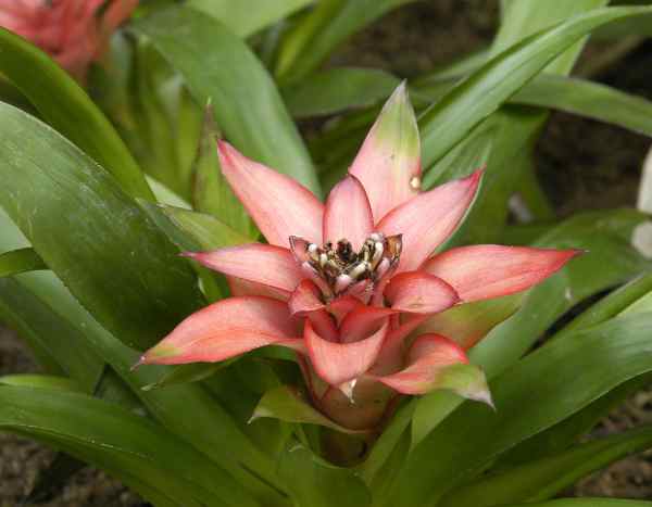 Comment rempoter un Guzmania sans stress ?