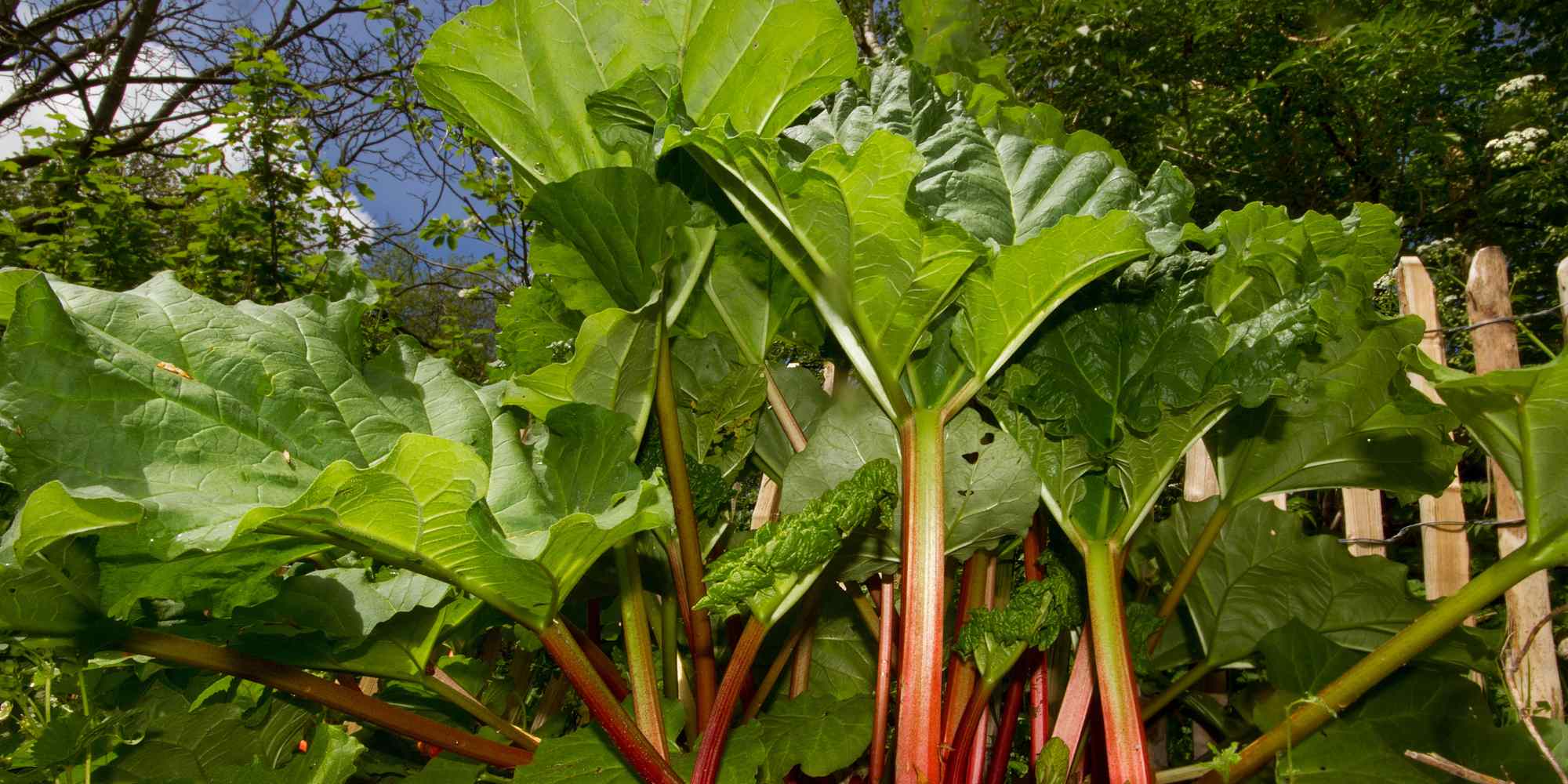 Comment choisir une rhubarbe pour votre jardin ?