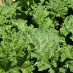 Le forçage de la rhubarbe : pourquoi ? Comment ?
