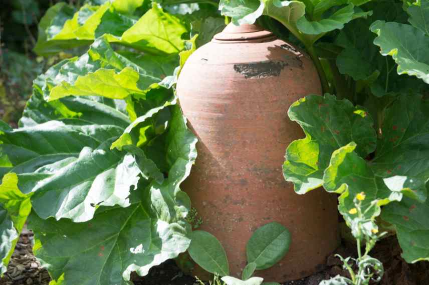 forçage de la rhubarbe : comment faire ?