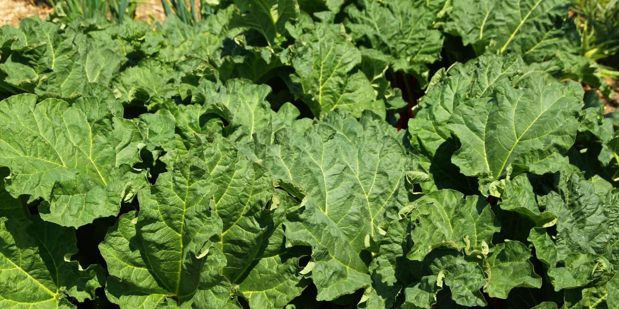 Le forçage de la rhubarbe : pourquoi ? Comment ?