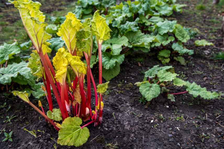 rhubarbe forcée 