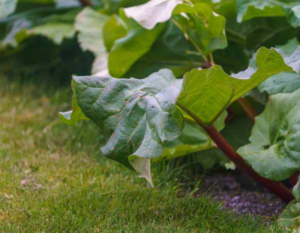 Pourquoi et comment protéger la rhubarbe en hiver ?
