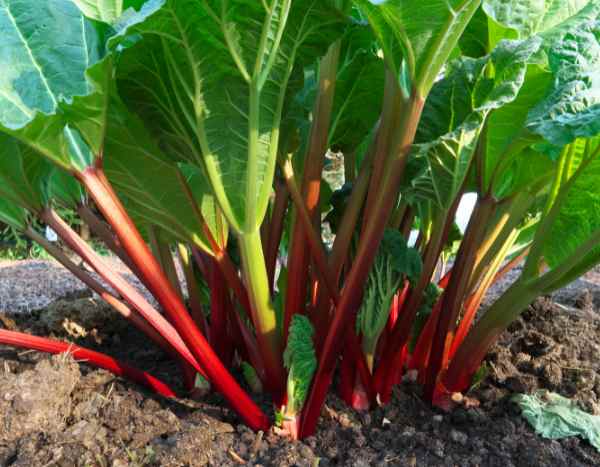 Comment planter la rhubarbe ?