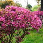 Taille du Loropetalum : les gestes clés pour une belle floraison