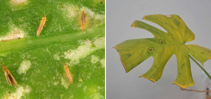 À gauche : photo de thrips sur une feuille. À droite : une feuille de monstera victime des thrips.