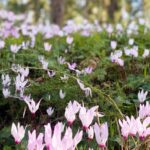 Les vivaces à floraison précoce : pour vite sortir de l'hiver !