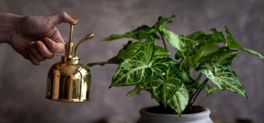 traiter naturellement syngonium