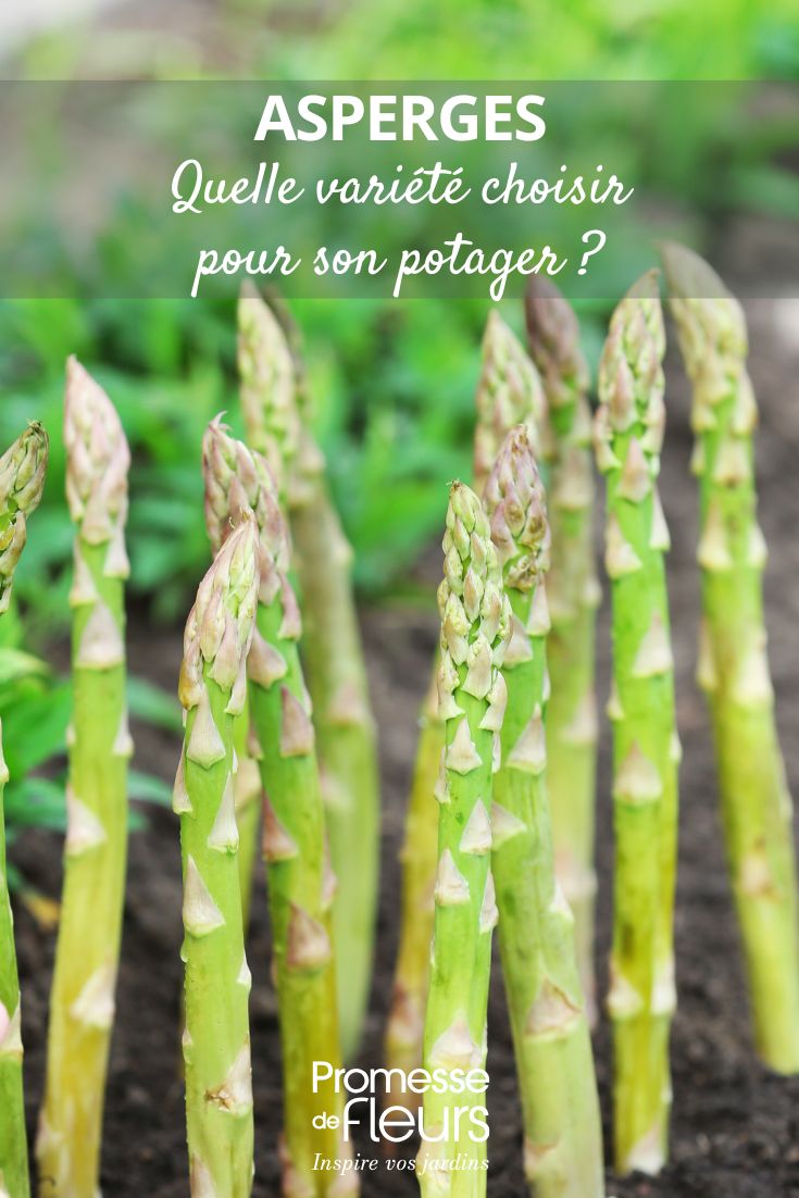 des asperges au jardin potager