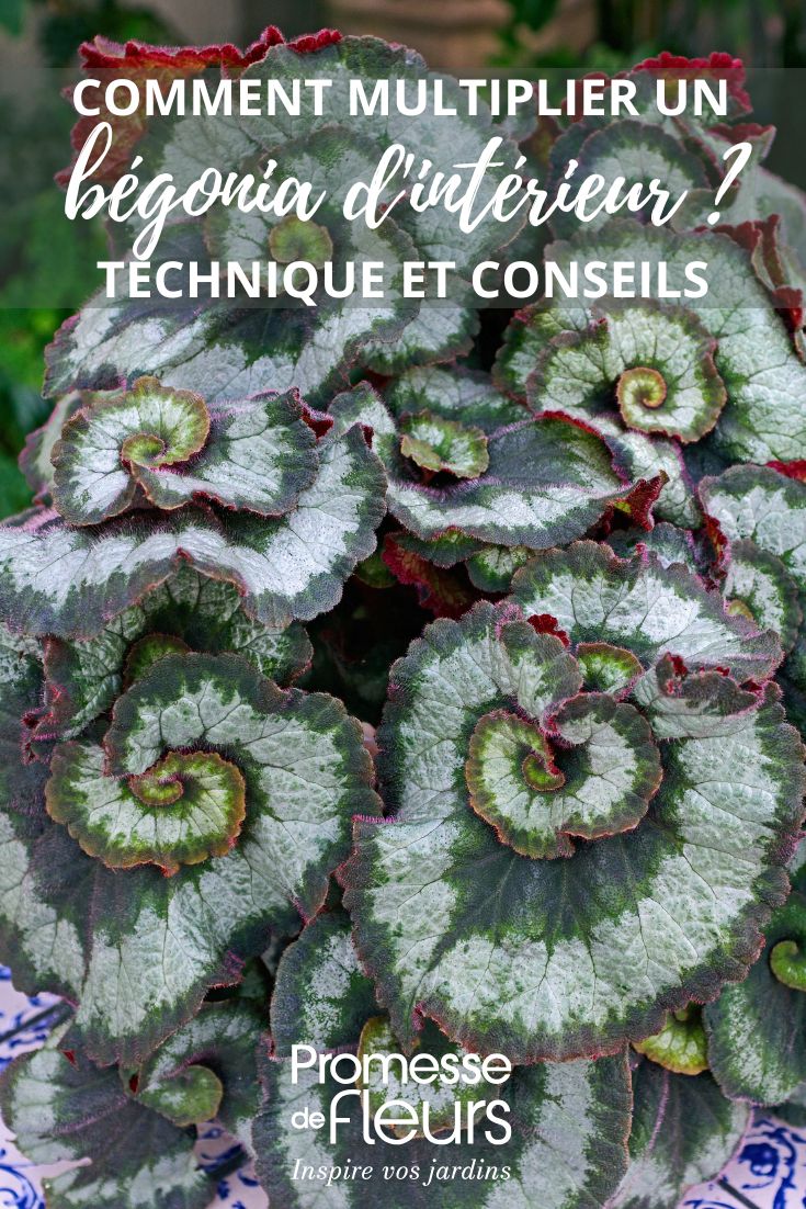 begonia feuillage