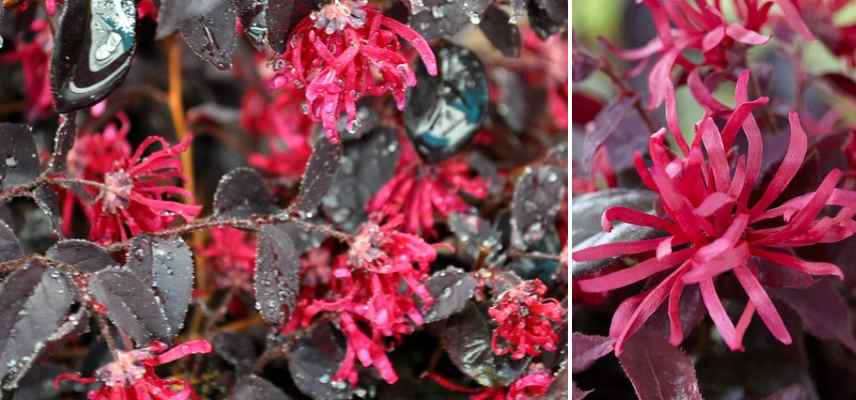 Loropetalum a fleurs rouges
