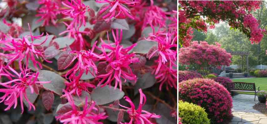 choisir Loropetalum compact grand