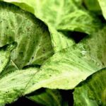 Les maladies et parasites du Syngonium