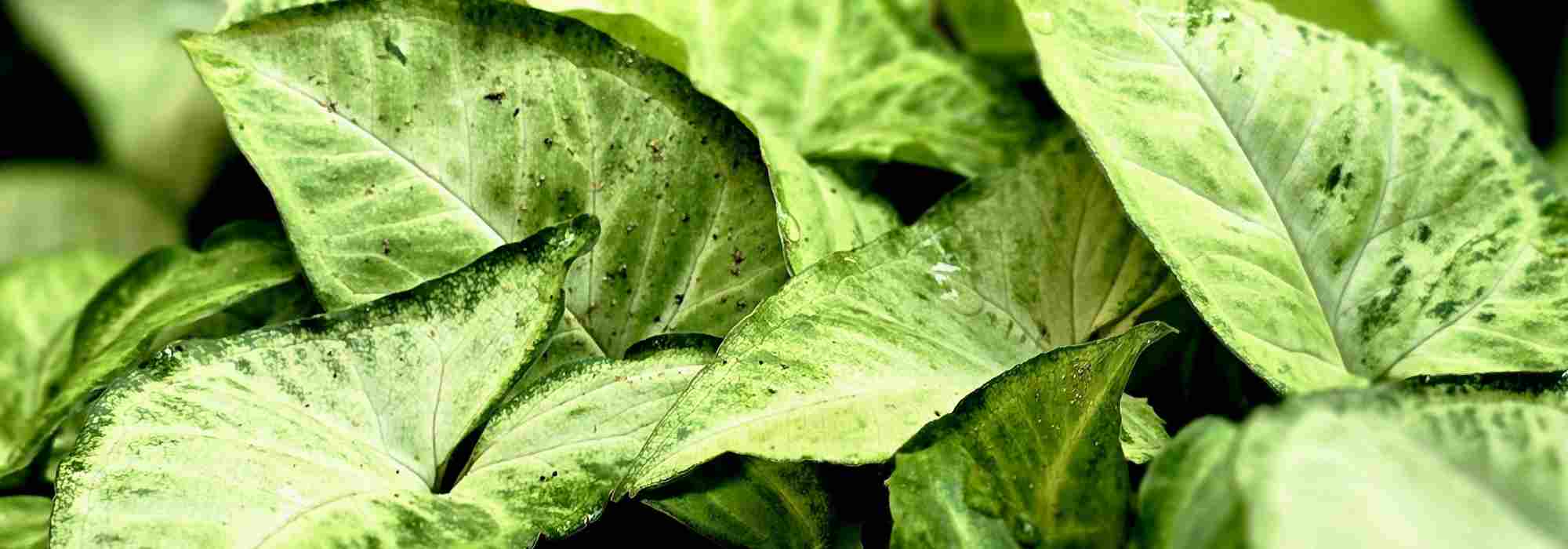 Les maladies et parasites du Syngonium