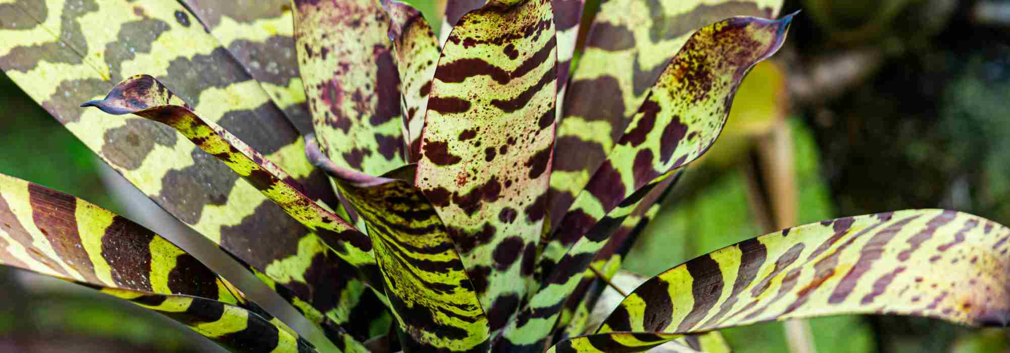 Vriesea : l’entretien au fil des saisons