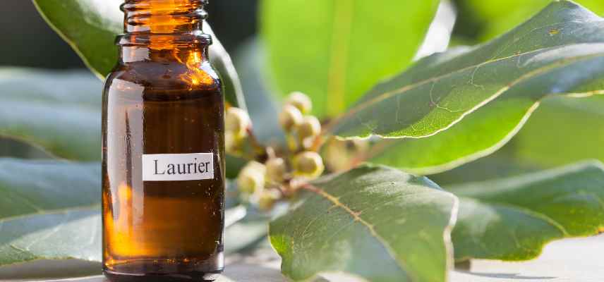 vertus laurier sauce sante