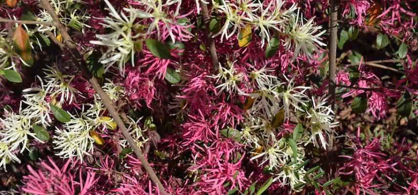 Loropetalum comment choisir