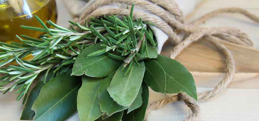 laurier plante anti mite