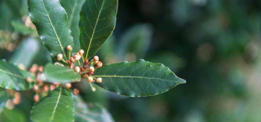 laurus nobilis