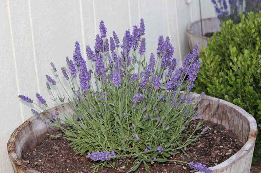 lavande en pot planter