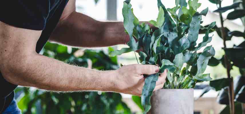 Phlebodium fougere traiter maladies