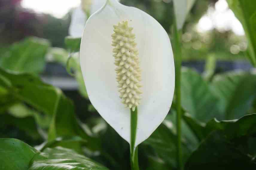 entretien de la fleur de lune