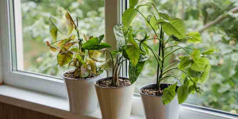 prévention maladies syngonium