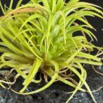 Tillandsia : maladies et parasites courants