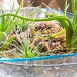 Tillandsia : comment l'entretenir au fil des saisons ?