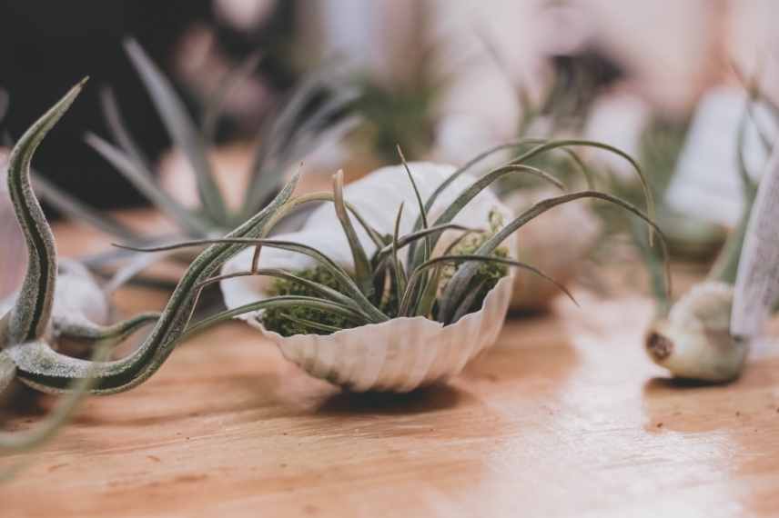 tillandsia parasites et maladies