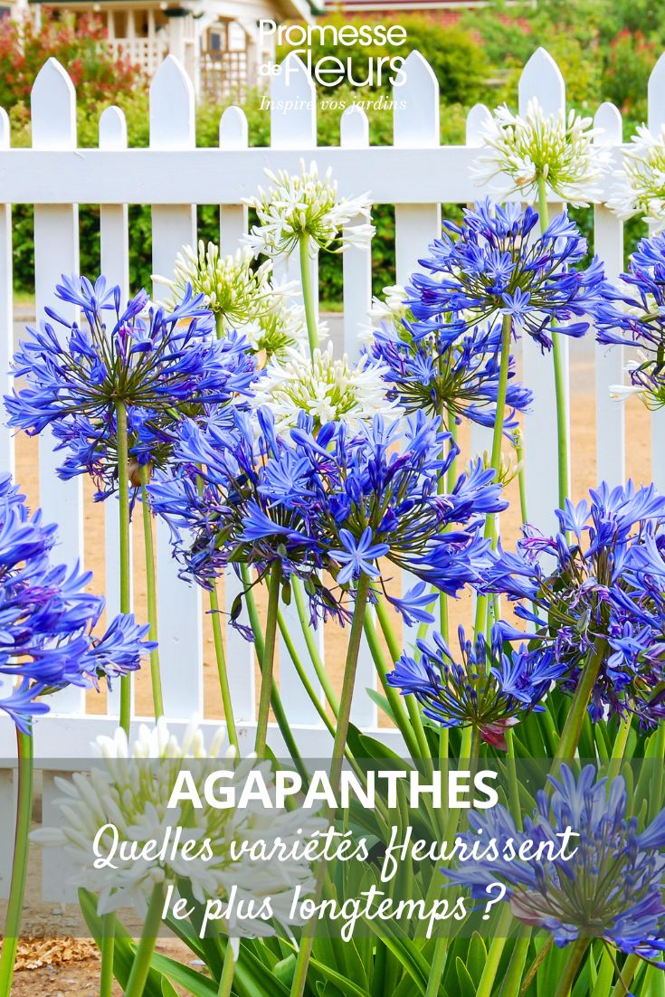 des fleurs d'agapanthes