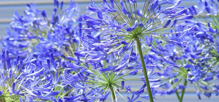 quelles sont les agapanthes les plus tardives
