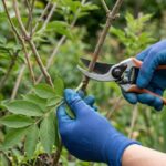 Comment réussir la bouture à crossette ?