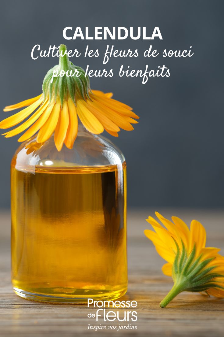 huile de calendula