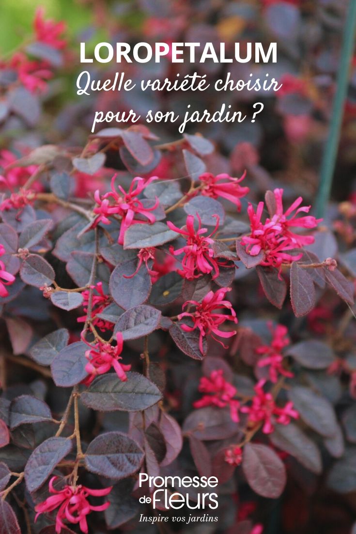 feuillage et fleur de Loropetalum